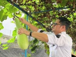 Lapas Narkotika Jakarta Buktikan Panen Sayuran Warga Binaan