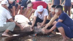 4 Sapi dan 26 Kambing Disembelih, Lapas Serang Berkurban Bersama Warga Binaan