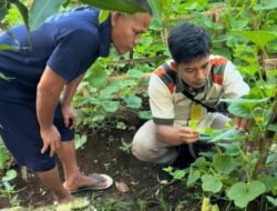 Lapas Serang Pamer Hasil Panen Blewah dan Semangka Berkualitas