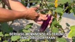 Panen 110 Kg Sayuran, Lapas Gunung Sindur Ubah Lahan Terbatas Jadi Sumber Pangan