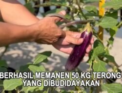 Panen 110 Kg Sayuran, Lapas Gunung Sindur Ubah Lahan Terbatas Jadi Sumber Pangan
