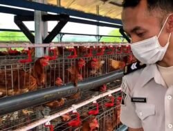 Lapas Ciangir Panen Hampir 1 Ton Telur Sehari, Pasok Pasar dan Hotel