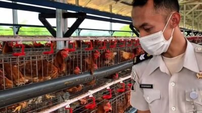 Lapas Ciangir Panen Hampir 1 Ton Telur Sehari, Pasok Pasar dan Hotel